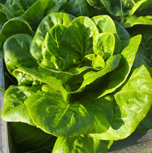 Lettuce all year round - all,