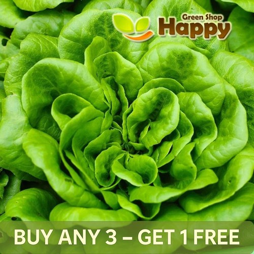 Lettuce all year round 1000 - all,