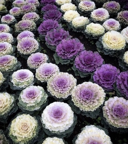Decorative ornamental - 90,