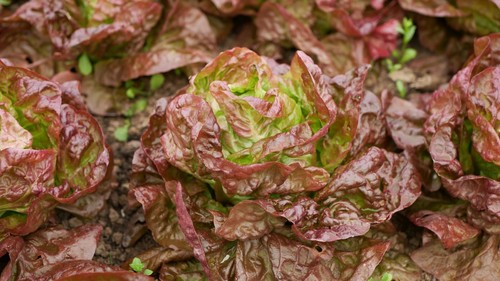 Vegetable lettuce - vegetable, (heritage)