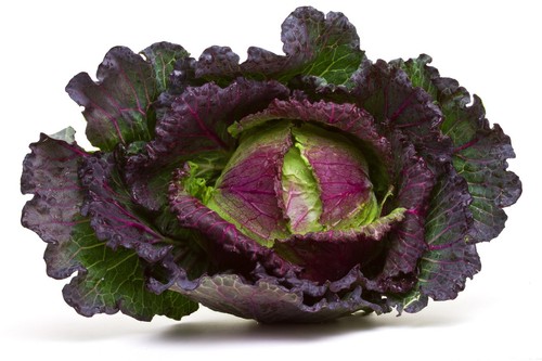Vegetable cabbage january - vegetable,
