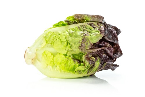Vegetable lettuce red gem - -,