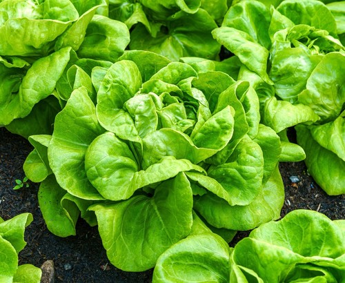Lettuce all year round seeds - lettuce,