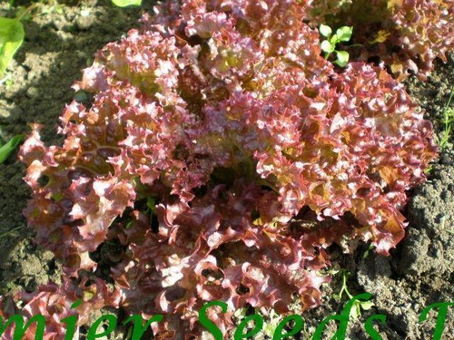 Lettuce lolla rossa - lolla,