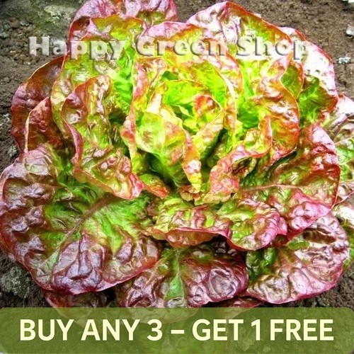 Vegetable seeds lettuce - seeds,