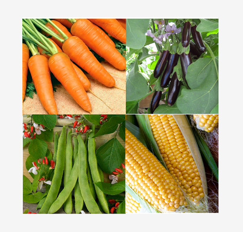 Vegetable seeds large - seeds,