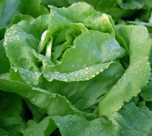 Lettuce arctic king seeds - lettuce, x