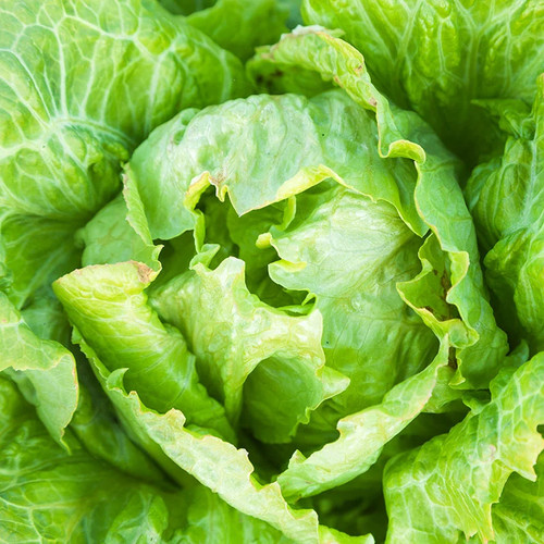 Lettuce webbs wonderful - 'webbs, wonderful'
