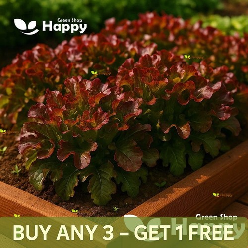 Lettuce red salad bowl 1100 - lettuce,