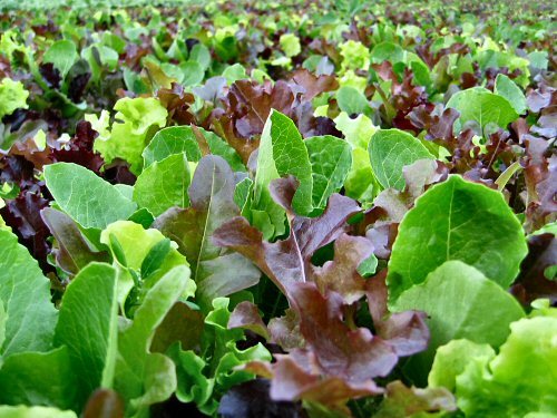 Lettuce mixed leaf - leaf, mesclun