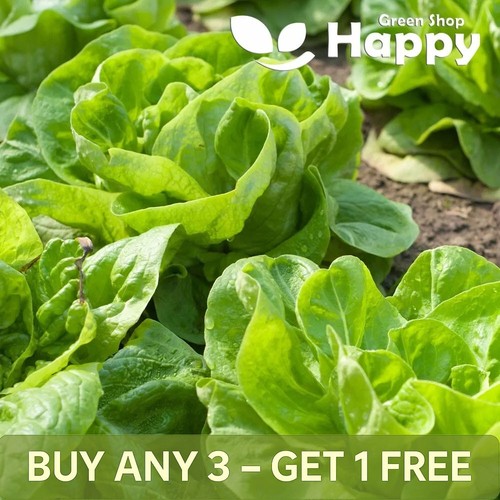 Vegetable lettuce 1000 - –,