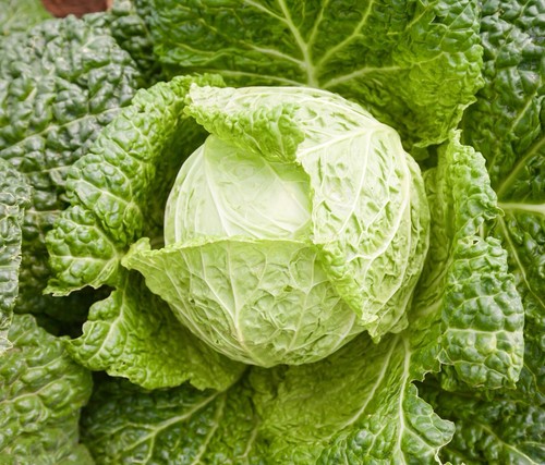 Savoy cabbage seeds - cabbage,