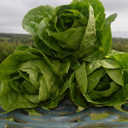 Winter lettuce density 100 - winter,