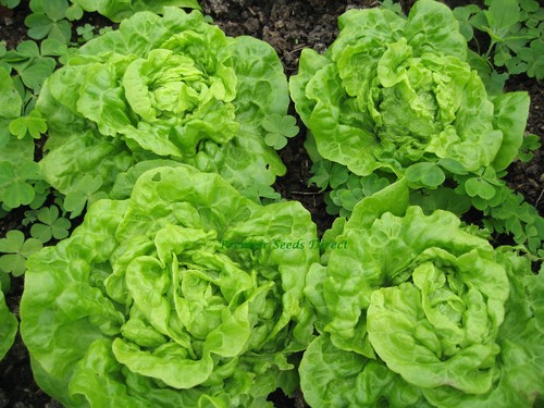Lettuce tom thumb 1700 - thumb,