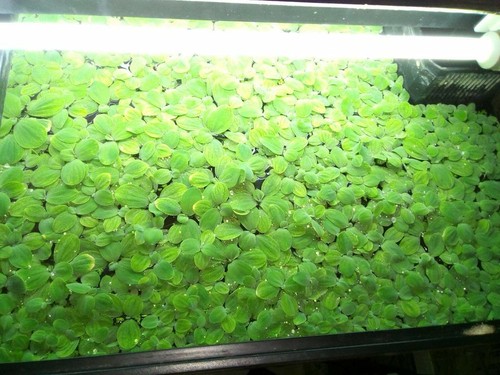 Water lettuce best - water,