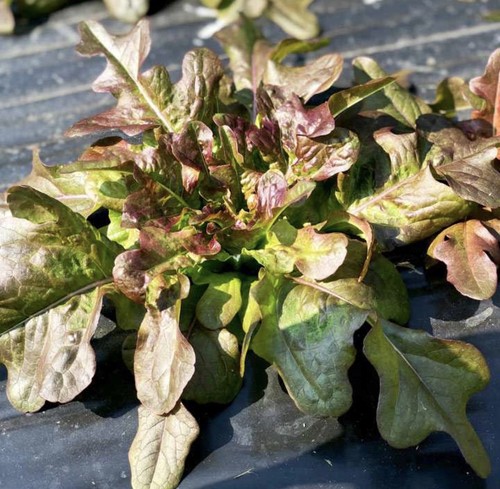 Bronze beauty lettuce - ‘bronze,