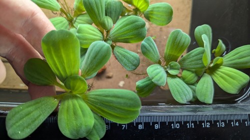 Dwarf water lettuce - 4, large