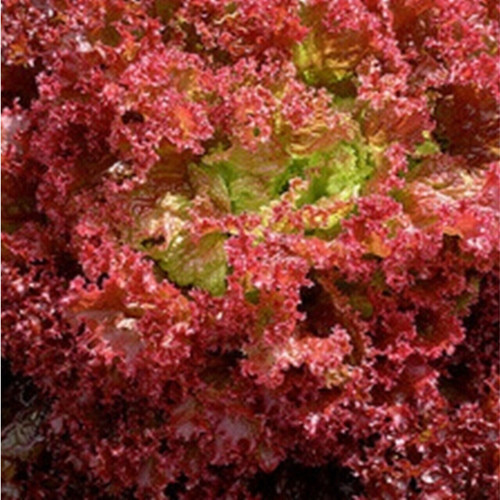 Lettuce seeds lollo rolla 300 - seeds,