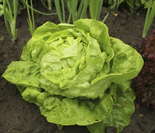 Vegetable lettuce all - lettuce, year