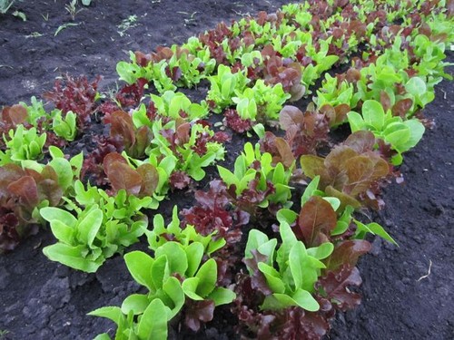 Lettuce gourmet looseleaf - gourmet,