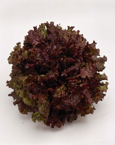 Salad lettuce new red - lettuce,