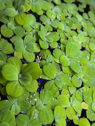 Dwarf water lettuce - 5x,