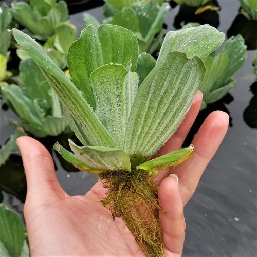 Large water lettuce - water,