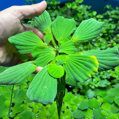 Jumbo giant water lettuce - water,