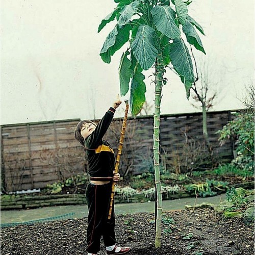 Big portuguese walking stick - big,