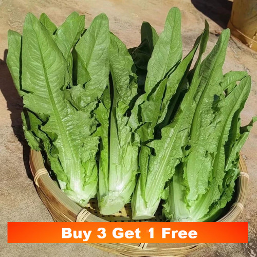 550x leaf lettuce chinese - leaf, /chinese