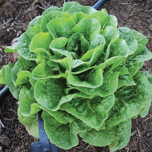 Winter density lettuce - winter,