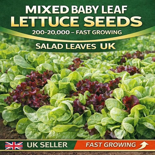 Mixed baby leaf lettuce seeds - mixed,