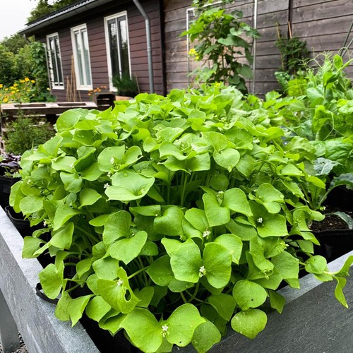 Organic winter purslane - purslane, aka