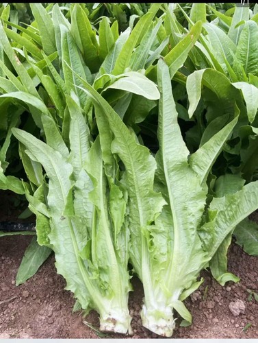 Leaf lettuce chinese - /chinese,