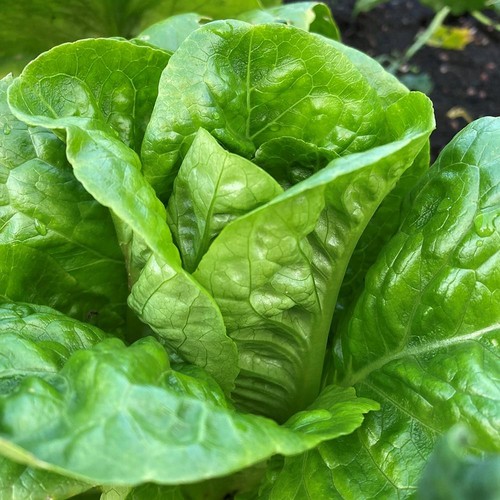 Organic winter lettuce - winter,