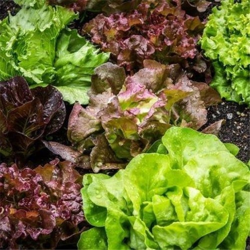 Organic lettuce mixed sow - lettuce, mixed,
