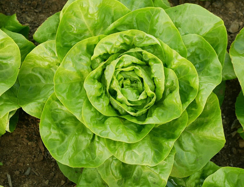 1100x lettuce arctic king - lettuce, 'arctic